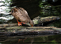 female mallard on a log